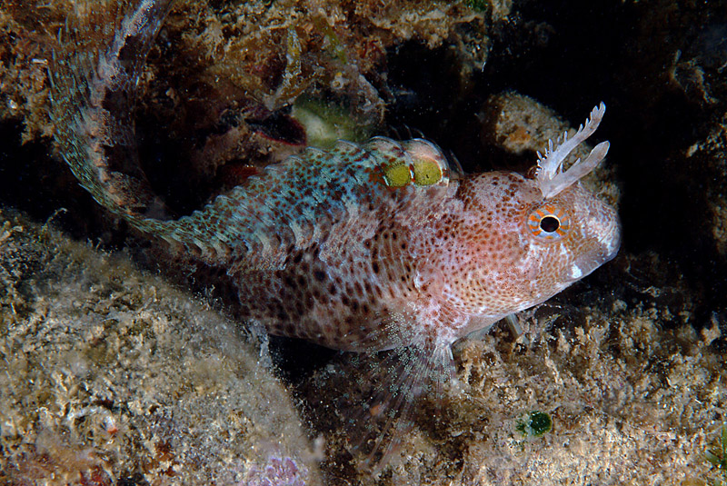 Blennidi